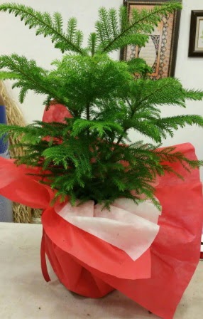 Salon �am� Araucaria Heterophylla bitkisi  T�rkiye �i�ek ma�azas� , �i�ek�i adresleri 