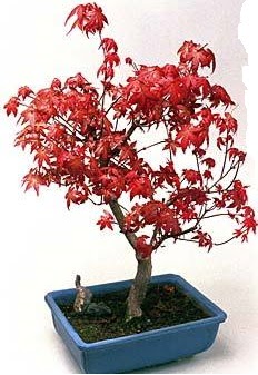 Amerikan akaaa bonsai bitkisi  Trkiye gvenli kaliteli hzl iek 