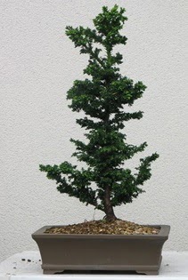 am aac bonsai bitkisi sat  Trkiye online ieki , iek siparii 