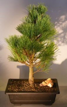 �am a�ac� japon a�ac� bitkisi bonsai  T�rkiye online �i�ek�i , �i�ek sipari�i 