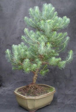 Bonsai �am a�ac� japon a�ac� bitkisi  T�rkiye kaliteli taze ve ucuz �i�ekler 