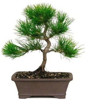 Bonsai �am a�ac� japon a�ac� bitkisi  T�rkiye �i�ek sat��� 