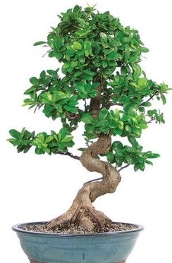 Yaklak 70 cm yksekliinde ithal bonsai  Trkiye online ieki , iek siparii 