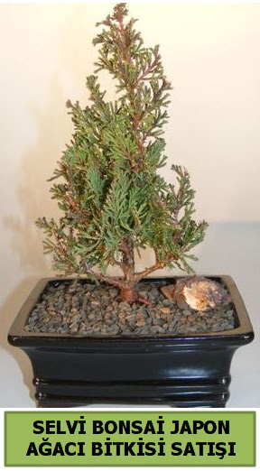 Selvi �am japon a�ac� bitkisi bonsai  T�rkiye online �i�ek�i , �i�ek sipari�i 