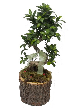 Doal ktkte bonsai saks bitkisi  Trkiye iek maazas , ieki adresleri 