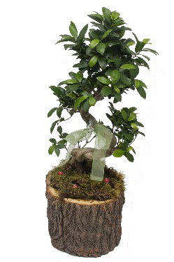 Do�al k�t�kte bonsai saks� bitkisi  T�rkiye �i�ek ma�azas� , �i�ek�i adresleri 