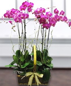 7 dall mor lila orkide  Trkiye kaliteli taze ve ucuz iekler 