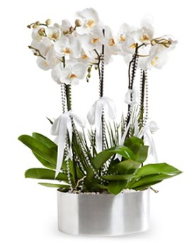 Be dall metal saksda beyaz orkide  Trkiye gvenli kaliteli hzl iek 