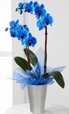 Seramik vazo ierisinde 2 dall mavi orkide  Trkiye nternetten iek siparii 