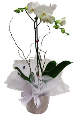 Tek dall� beyaz orkide  T�rkiye �i�ek sipari�i sitesi  