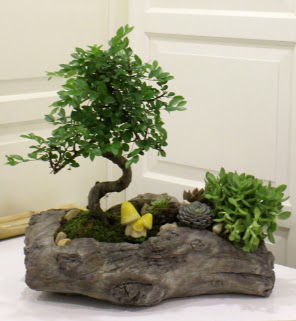 A�a� k�t�k i�erisinde bonsai ve sukulent  T�rkiye kaliteli taze ve ucuz �i�ekler 