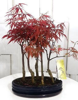 5 adet japon akaaa bonsai iei  Trkiye iek yolla , iek gnder , ieki  