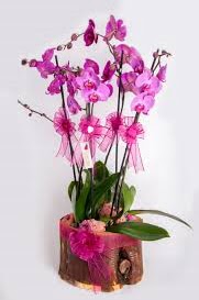 4 dall� k�t�k i�erisibde mor orkide  T�rkiye �i�ek yolla , �i�ek g�nder , �i�ek�i  