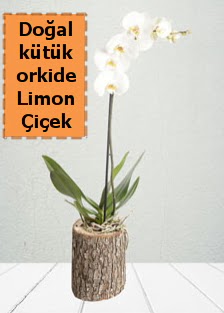 Do�al k�t�kte tek dall� beyaz orkide  T�rkiye online �i�ek�i , �i�ek sipari�i 