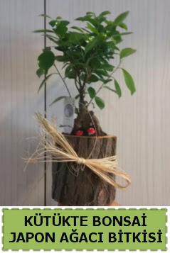 K�t�k i�erisinde do�al bonsai a�ac�  T�rkiye online �i�ek�i , �i�ek sipari�i 