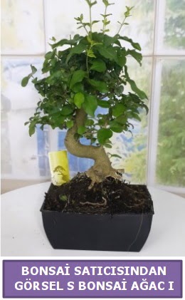 S dal erilii bonsai japon aac  Trkiye iek yolla , iek gnder , ieki  