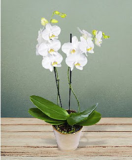 ift dall beyaz orkide sper kalite  Trkiye yurtii ve yurtd iek siparii 