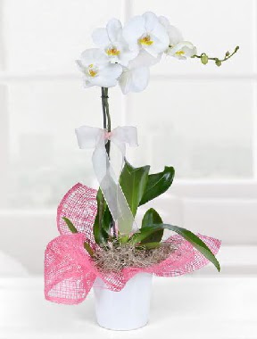 Tek dall beyaz orkide seramik saksda  Trkiye yurtii ve yurtd iek siparii  