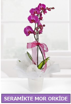 Seramik ierisinde birinci kalite tek dall mor orkide  Trkiye iek maazas , ieki adresleri 
