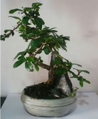 S �eklinde ithal bonsai a�ac�  T�rkiye g�venli kaliteli h�zl� �i�ek 