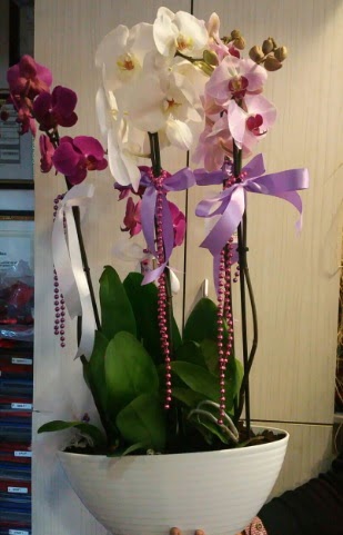 Mor ve beyaz ve pembe 6 dall orkide  Trkiye iek gnderme sitemiz gvenlidir 