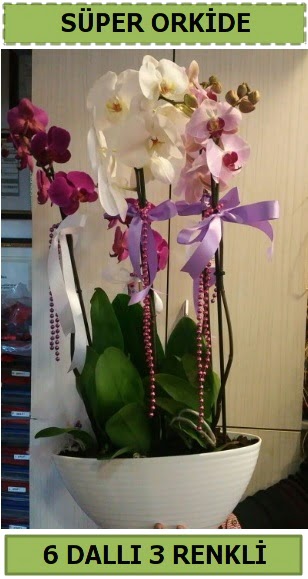 6 dall 3 renk zel vazoda orkide iei  Trkiye iek yolla , iek gnder , ieki  