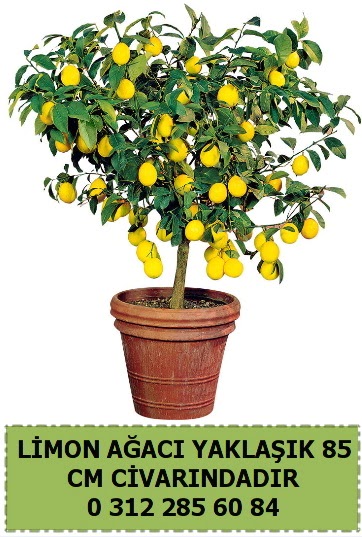 Limon a�ac� bitkisi  T�rkiye �i�ek yolla , �i�ek g�nder , �i�ek�i  