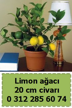 Limon aac bitkisi  Trkiye online ieki , iek siparii 