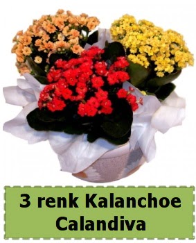 3 renk Kalanchoe Calandiva saks� bitkisi  T�rkiye yurti�i ve yurtd��� �i�ek sipari�i 
