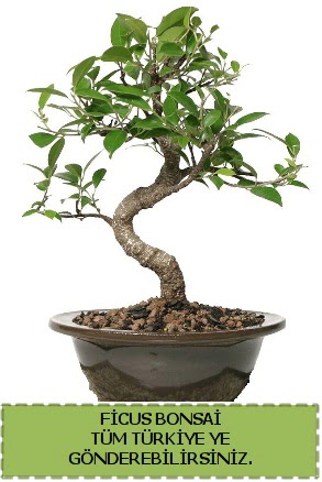 Ficus bonsai  T�rkiye kaliteli taze ve ucuz �i�ekler 