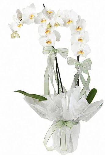 ift Dall Beyaz Orkide  Trkiye iek siparii vermek 