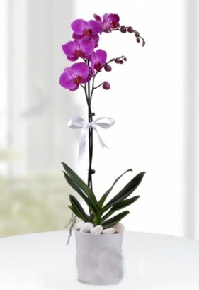 Tek dall saksda mor orkide iei  Trkiye iek , ieki , iekilik 