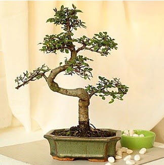 Shape S bonsai  T�rkiye �i�ek ma�azas� , �i�ek�i adresleri 