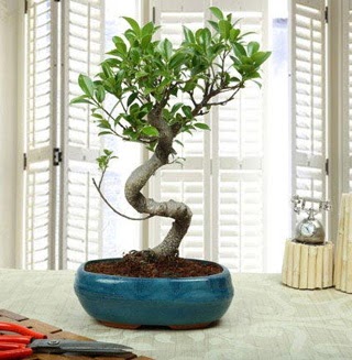 Amazing Bonsai Ficus S �thal  T�rkiye ucuz �i�ek g�nder 