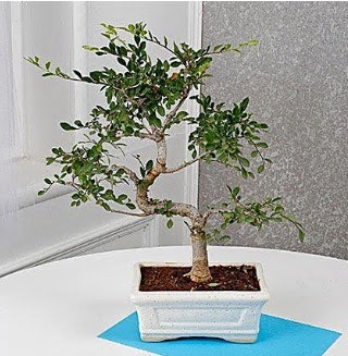 Unique Ulmus S Shaped Bonsai  T�rkiye cicek , cicekci 
