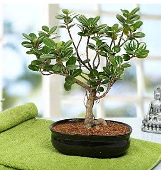 Lovely Ficus Iceland Bonsai  Trkiye iek siparii vermek 