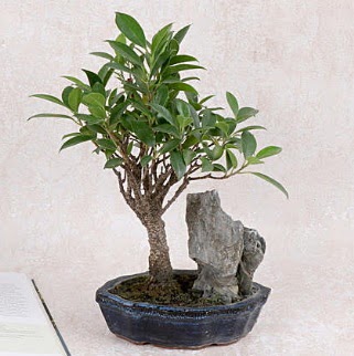 Japon a�ac� Evergreen Ficus Bonsai  T�rkiye kaliteli taze ve ucuz �i�ekler 