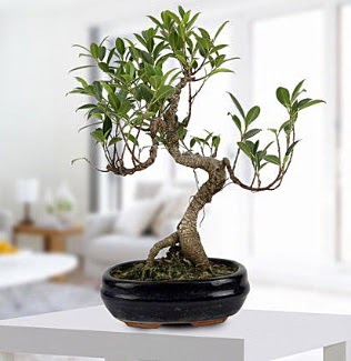 Gorgeous Ficus S shaped japon bonsai  T�rkiye hediye sevgilime hediye �i�ek 