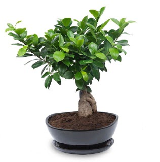 Ginseng bonsai a�ac� �zel ithal �r�n  T�rkiye �i�ek sat��� 