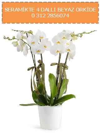 Seramikte 4 dall beyaz orkide  Trkiye iek , ieki , iekilik 