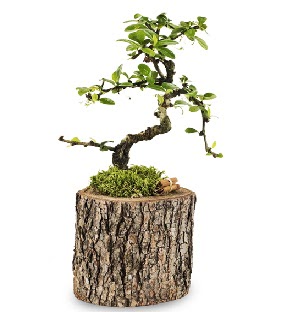 Do�al k�t�kte S bonsai a�ac�  T�rkiye �i�ek yolla , �i�ek g�nder , �i�ek�i  