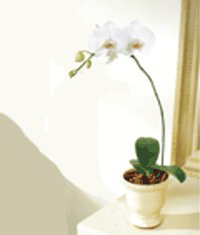  Trkiye yurtii ve yurtd iek siparii  Saksida kaliteli bir orkide