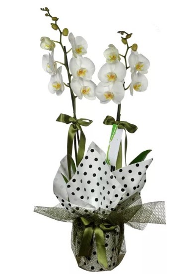 ift Dall Beyaz Orkide  Trkiye internetten iek siparii 