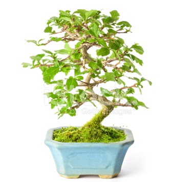 S zerkova bonsai ksa sreliine  Trkiye iek maazas , ieki adresleri 