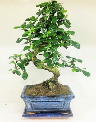 S Bonsai japon a�ac� bitkisi  T�rkiye �i�ek�iler 