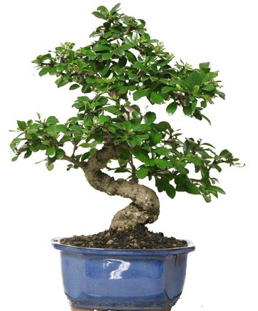 21 ile 25 cm aras zel S bonsai japon aac  Trkiye online ieki , iek siparii 
