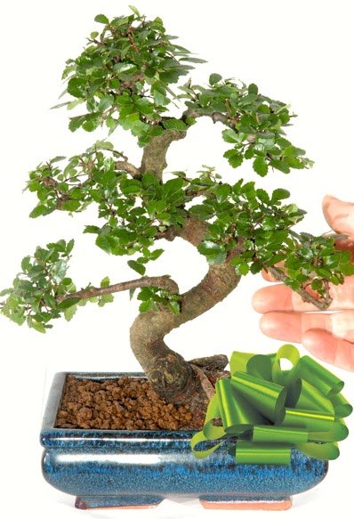 Yakla��k 25 cm boyutlar�nda S bonsai  T�rkiye �i�ek�i telefonlar� 