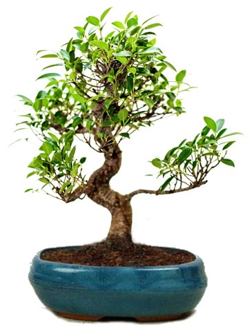 25 cm ile 30 cm aralnda Ficus S bonsai  Trkiye kaliteli taze ve ucuz iekler 