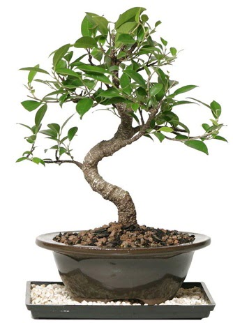 Altn kalite Ficus S bonsai  Trkiye online ieki , iek siparii  Sper Kalite