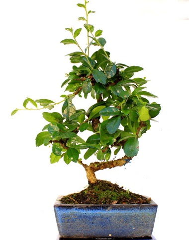 S gvdeli carmina bonsai aac  Trkiye gvenli kaliteli hzl iek  Minyatr aa